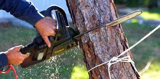 Best Pest Control for Lawns  in Palos Hls, IL