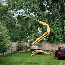 Best Tree Trimming and Pruning  in Palos Hls, IL