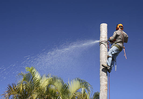 Best Tree Cabling and Bracing  in Palos Hls, IL