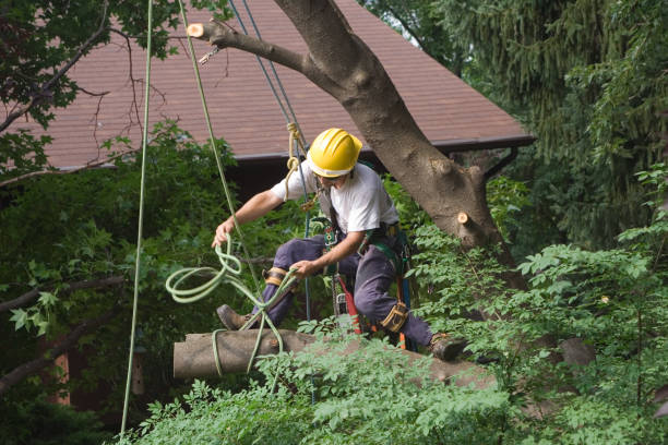Best Lawn Disease Treatment  in Palos Hls, IL