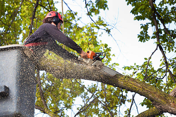 Leaf Removal in Palos Hills, IL