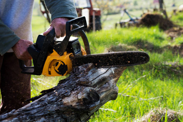 Reliable Palos Hills, IL Tree Care Solutions