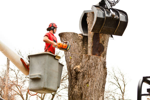 Best Utility Line Clearance  in Palos Hls, IL