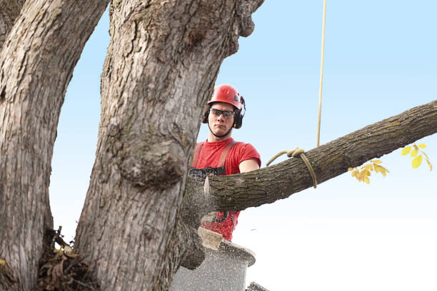 Best Arborist Consultation Services  in Palos Hls, IL